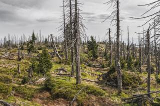 Sécheresse et perte d'arbres 2018-2019