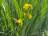 Sumpf-Schwertlilie - iris des marais - Gele lis