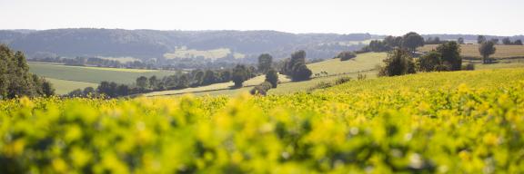 Heuvelland © Visit Zuid Limburg