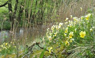 Une pensée calaminaire sur les rives de la Gueule © Anja Brüll