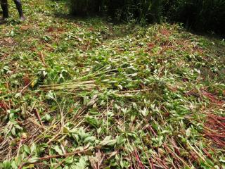 Espèces invasives baumier
