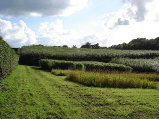 Weiden im Kurzumtrieb (EU BIOPROS Projekt) © Steffen Föllner