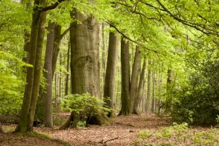 Les écosystèmes créent du climat